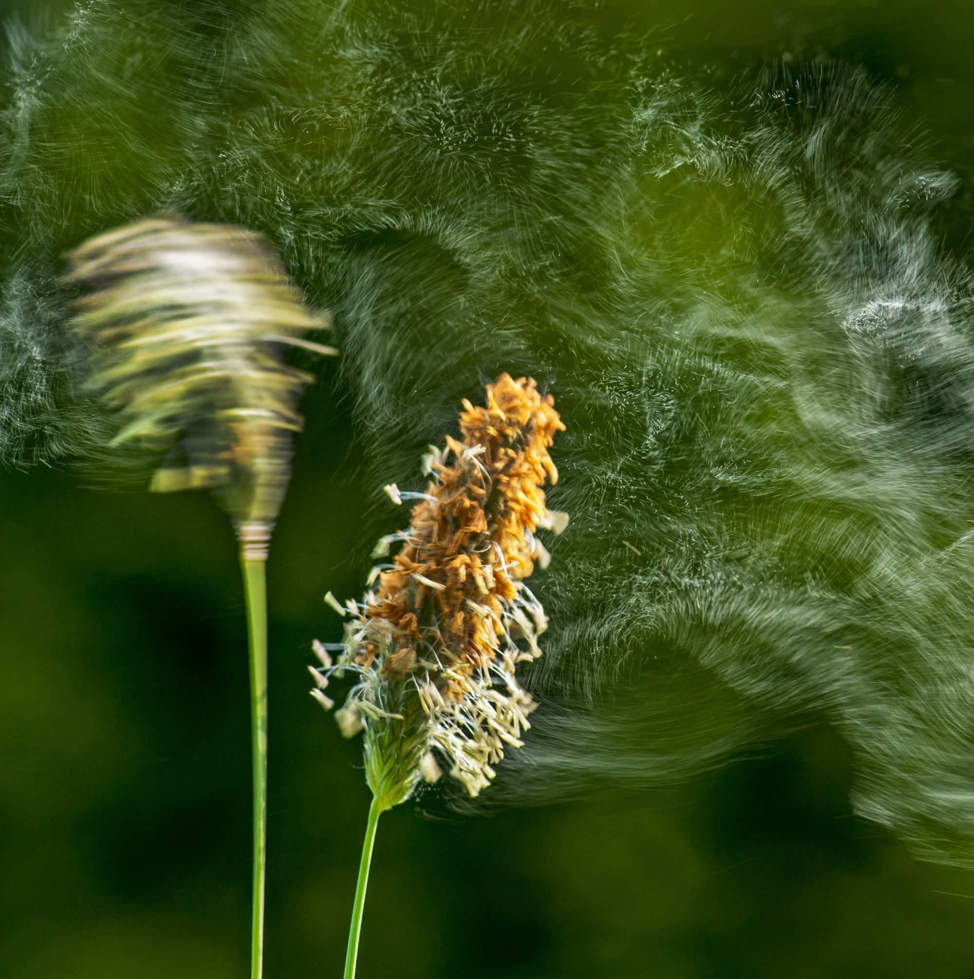 condition_childrensallergyandhayfever.jpg