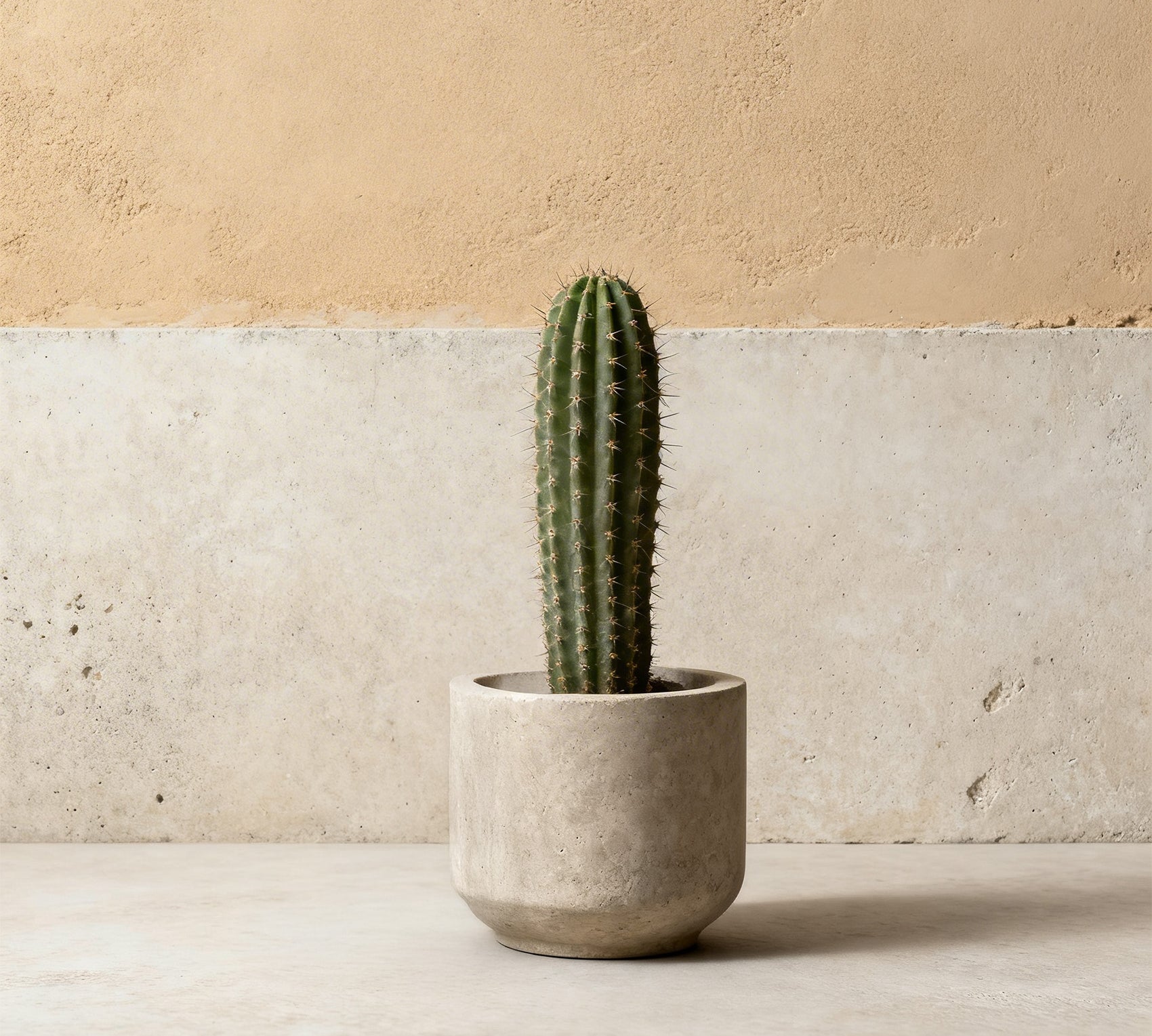 ed_cactus.jpg