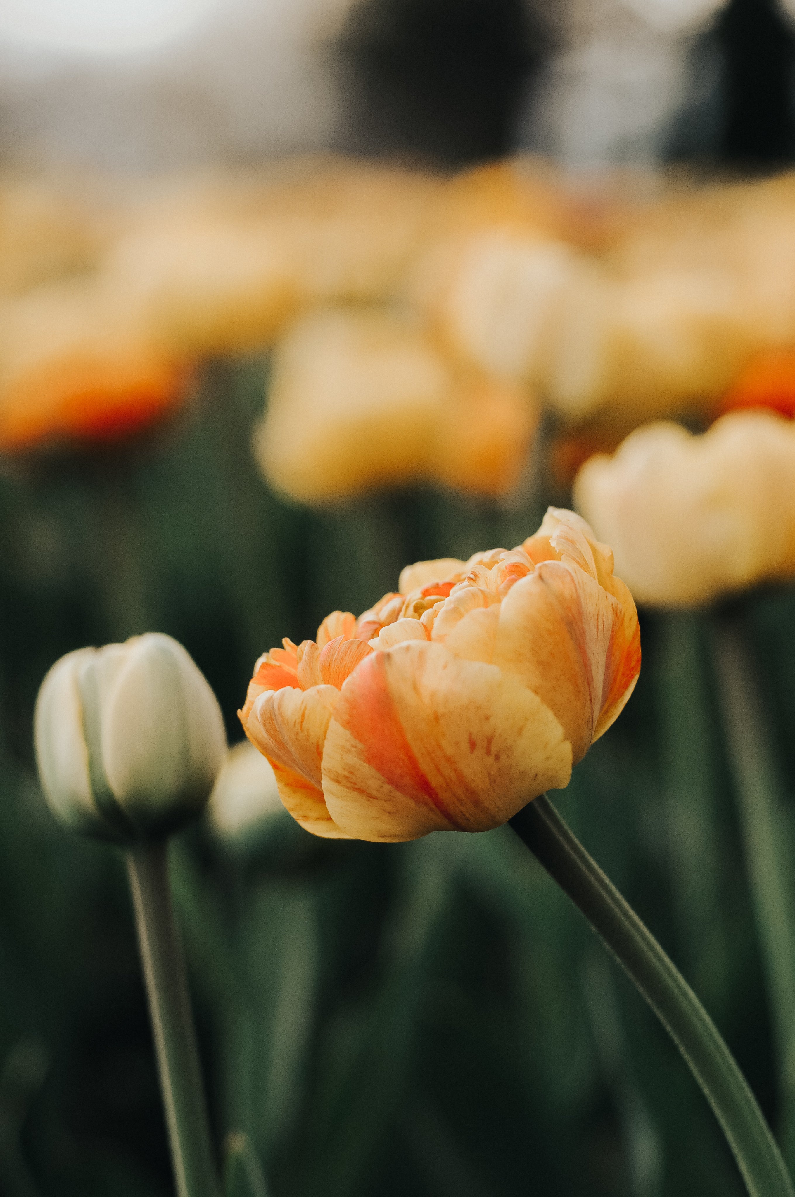 red-and-marbled-orange-flower-petals.jpg